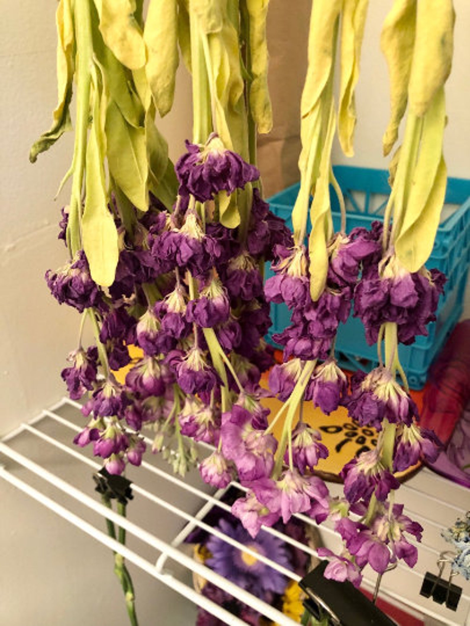 Stock Flower Dried Flowers Dried Stock Flower Arrangement Etsy