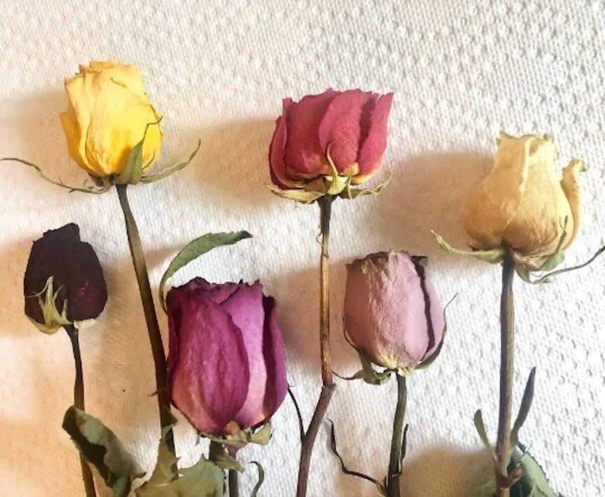 Dried Roses 