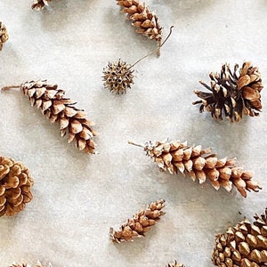 Rustic Dried Pine Cones for Craft Supplies and Rustic Home Accents