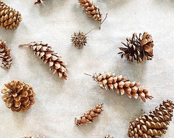 Rustic Dried Pine Cones for Craft Supplies and Rustic Home Accents