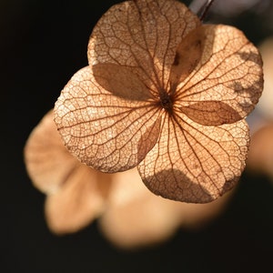 Hydrangea Dried Flower Petals for Natural Confetti, Craft Supplies, and Wedding and Party Decor