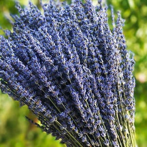 Dried Lavender Flower Bouquet, Dry Flowers Bundle for Weddings, Crafts, and Home Accents