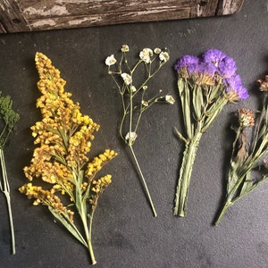 Diverse gedroogde geperste bloemen