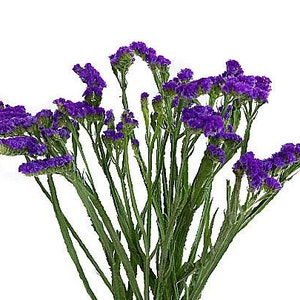 Purple Dried Statice Flowers, Floral Stems for Bouquets, Craft Supplies, and Vase Decor