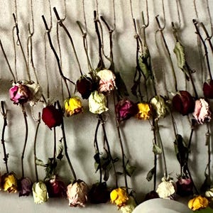 Dried Roses Wall Decor - Etsy UK