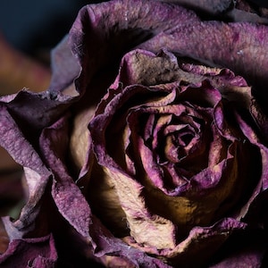 Purple Dried Flower Heads: Natural Florals for Crafts & Home Decor