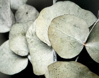 Silver Dollar Eucalyptus Leaves for Dried Flower Crafts and Wedding and Party Decor