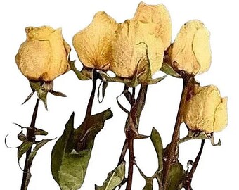 Yellow Roses, Small Dried Flower Stems