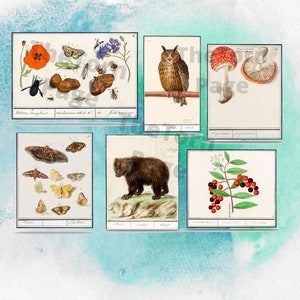Spécimens vintage de flore et de faune forestières, créatures forestières imprimables et plantes pour téléchargement instantané, journal, fournitures d’art et d’artisanat