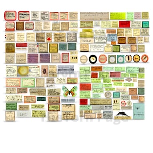Materiale effimero di entomologia d&#39;epoca: etichette di farfalle e insetti (download digitale)
