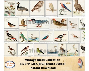 Vintage Bird Digital Collage Papers: Junk Journal Scrapbooking (8.5x11, Instant Download)