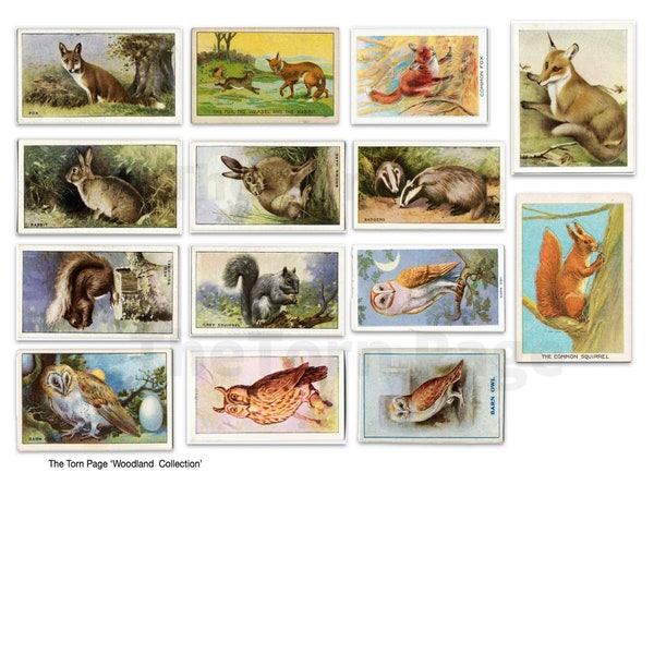 Vintage Woodland Themed Collection 1,Digital Tea Cards, Index Cards, Woodland Creatures, Birds, Butterflies, Flowers,  Junk Journal Supplies