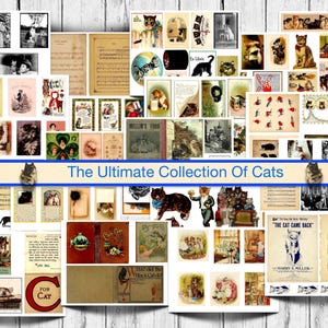 La collezione definitiva di gatti, 50 pagine di bellissime immagini di gatti, perfette per diari spazzatura, album di ritagli, progetti artistici e artigianali