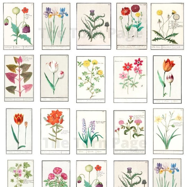 Vintage Botanical Specimens, Digital Download, 8.5X11 & A4, Fussy Cutting,  Decoupage, Junk Journals and Scrapbook Printable