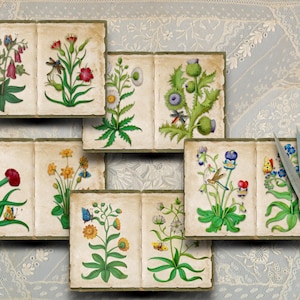The Book of Flower Studies, set A - 16e-eeuwse illustraties op 5 dubbele dagboekpagina's, voor tijdschriften, plakboeken en alle papierkunst