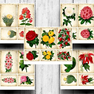 May include: A collection of vintage botanical illustrations featuring various flowers, including red, pink, yellow, and white blooms. The illustrations are set against a textured, cream-colored background.