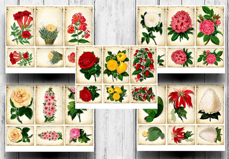 May include: A collection of vintage botanical illustrations featuring various flowers, including red, pink, yellow, and white blooms. The illustrations are set against a textured, cream-colored background.