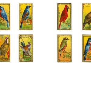 Vintage vogels, digitale theekaarten, 8,5 x 11 en A4-formaten, digitale vogel ephemera, benodigdheden voor ongewenste tijdschriften, commercieel gebruik, directe download