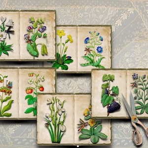 The Book of Flower Studies, set B - 16e-eeuwse illustraties op 5 dubbele dagboekpagina's, voor tijdschriften, plakboeken en alle papierkunst