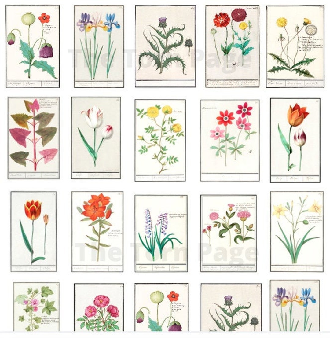 Vintage Botanical Specimens, Digital Download, 8.5X11 & A4 Vintage Botanical Specimens, Digital Download, 8.5X11 & A4