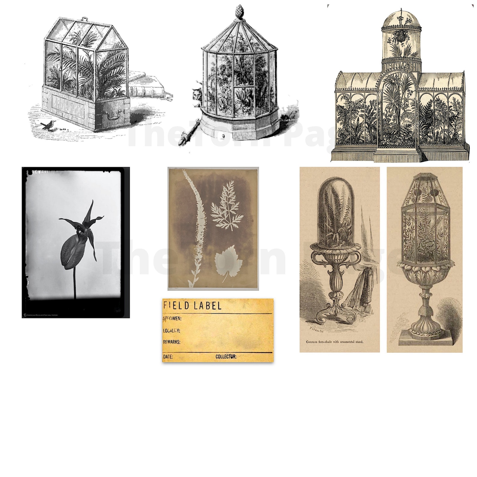 Vintage Botanist Kit: Printable Ephemera, Labels, Prints (digital ...