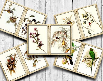 May include: A set of eight vintage bird illustrations on cards with a white background and a brown border. The birds are depicted in various poses and settings, including a nest, a branch, and a flower.