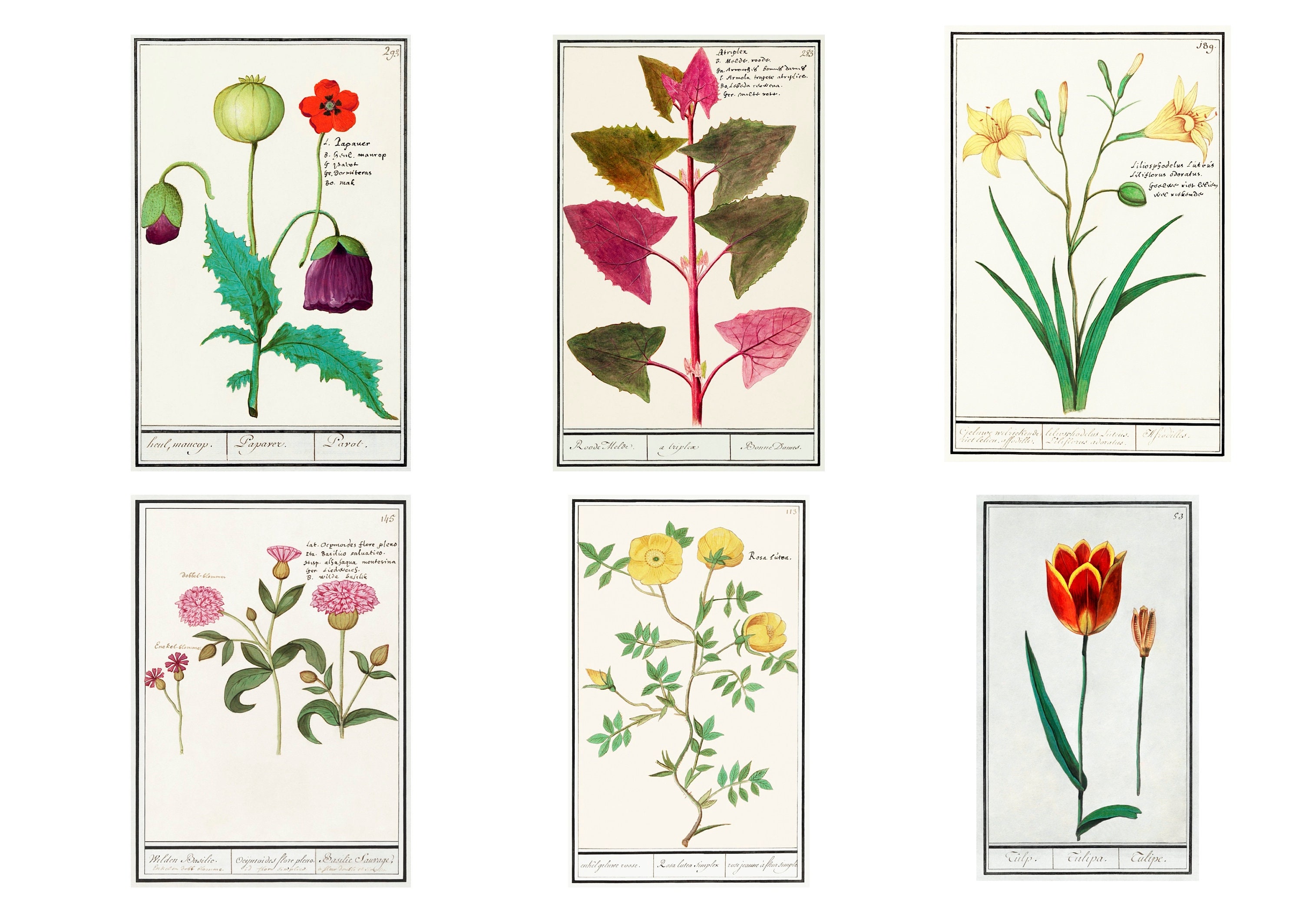 Vintage Botanical Specimens, Digital Download, 8.5X11 & A4 Vintage Botanical Specimens, Digital Download, 8.5X11 & A4