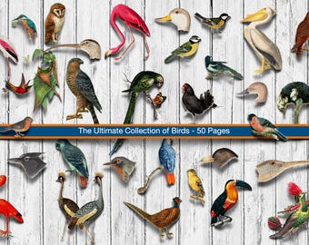 May include: A collection of various bird illustrations, including a flamingo, owl, and toucan, arranged on a white wooden background. The text "The Ultimate Collection of Birds - 50 Pages" is displayed across the image.