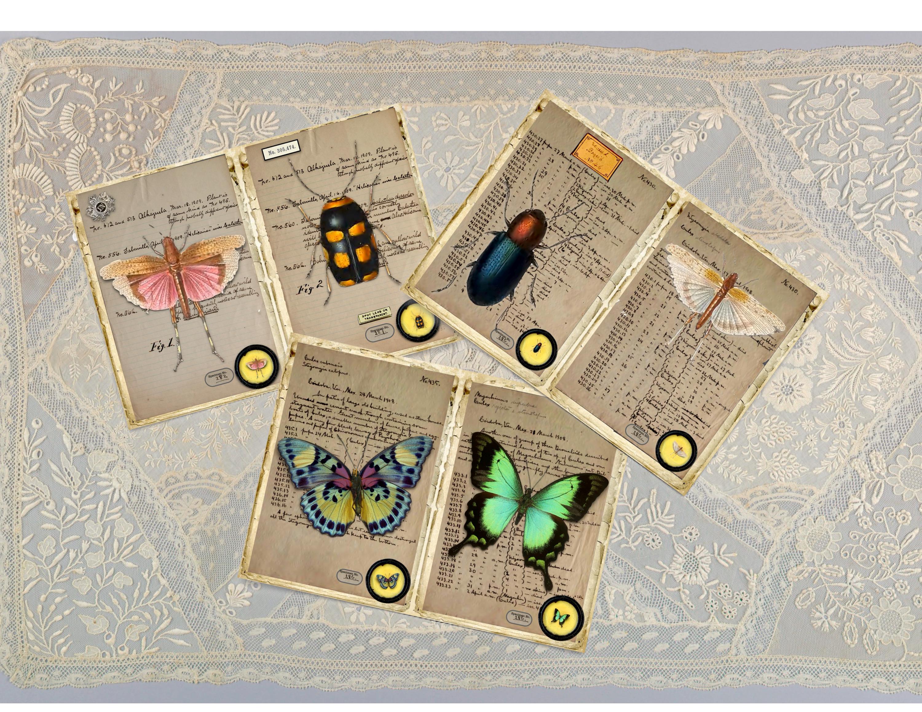Printable Insect Journal Vintage Insect Field Notes: Printable Journal Pages (digital Download ...