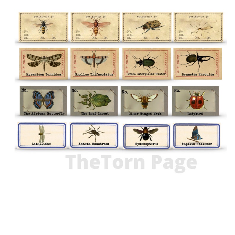Insect Labels Vintage Entomology Ephemera: Butterfly & Insect Labels for Junk ...
