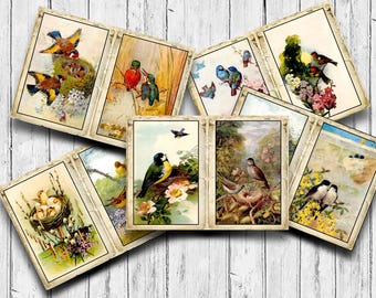 May include: A collection of vintage bird illustrations featuring various species in different poses, including birds in nests, flying, and perched on branches. The illustrations are in a watercolor style with vibrant colors and intricate details.