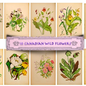 Vintage Canadese wilde bloemen, prachtige digitale bloemencollagepapieren, ATC en ephemera, Canadese flora A4 en 8,5 x 11, Instant Download