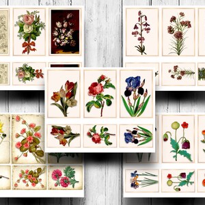 May include: A collection of vintage botanical illustrations featuring various flowers, including roses, tulips, irises, sunflowers, and poppies. The illustrations are in a variety of colors, including red, pink, yellow, blue, and green.