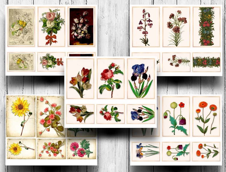May include: A collection of vintage botanical illustrations featuring various flowers, including roses, tulips, irises, sunflowers, and poppies. The illustrations are in a variety of colors, including red, pink, yellow, blue, and green.