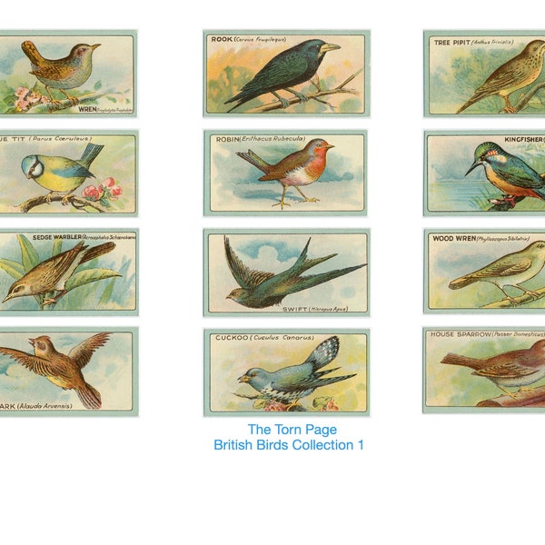 Vintage Digital Tea Cards, Printable British Bird Tea Cards, Junk Journal and Scrapbook Supplies, Commercial Use, Instant Download