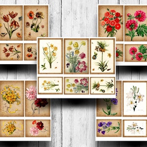 May include: A collection of vintage botanical illustrations featuring various flowers, including red tulips, yellow daffodils, pink peonies, blue anemones, and white lilies. The illustrations are set against a brown background with a distressed texture.