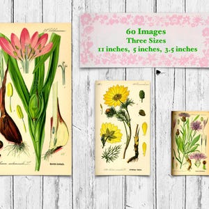 Vintage German Flower Studies, 60 Images, 3 Sizes, Supplies For Junk Journals, Scrapbooks, Art and Craft Projects (Digital Download)