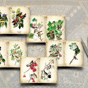 Set B - Uccelli e fiori d'America, illustrazioni d'epoca di John James Audubon, 5 pagine doppie, perfette per tutti i lavori di carta