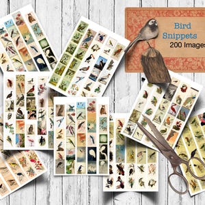 May include: A collection of vintage bird images arranged on rectangular cards. The cards feature various bird illustrations in a variety of colours. The image also includes a sign that reads "Bird Snippets 200 Images".