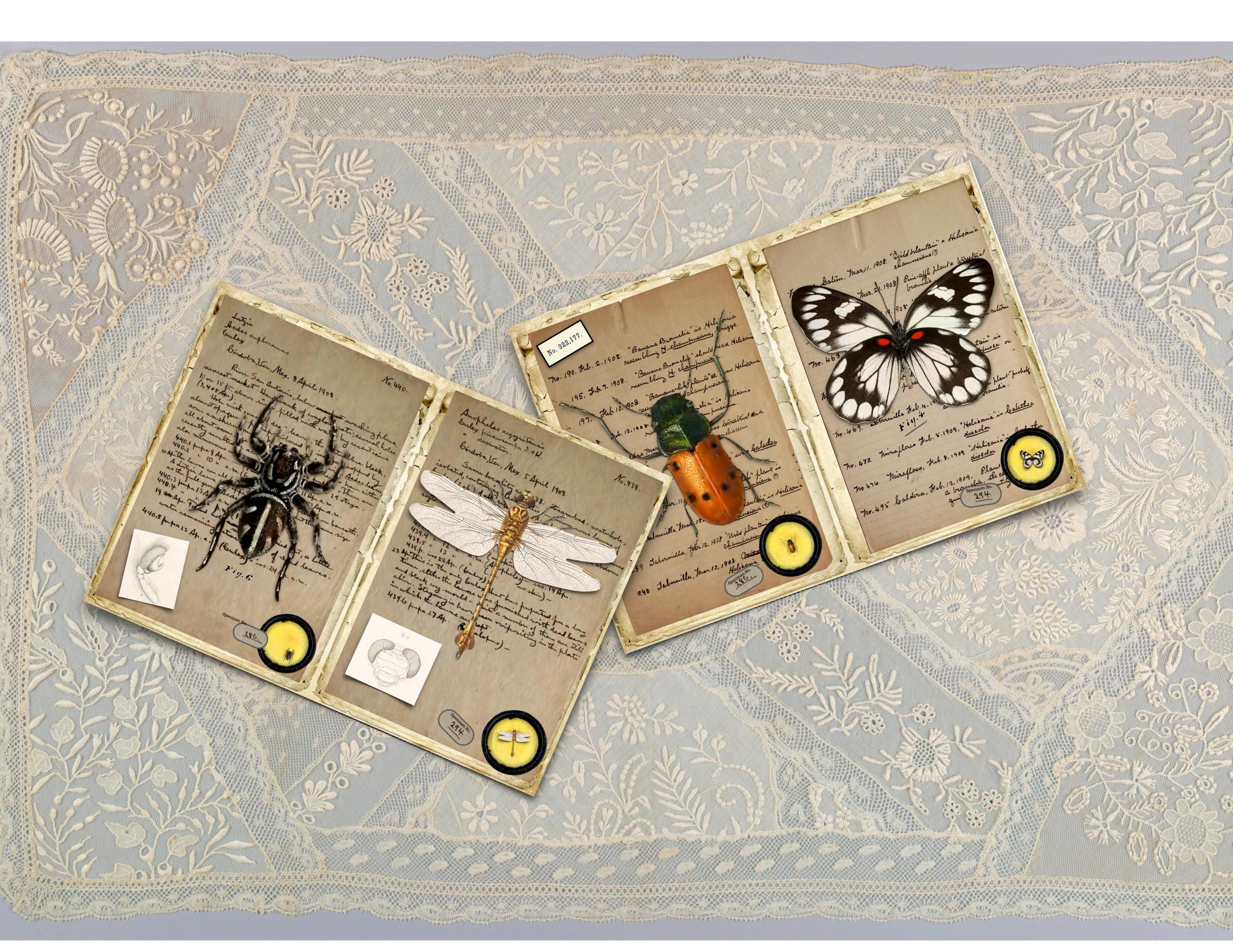 Vintage Insect Field Notes: Printable Journal Pages (digital Download ...