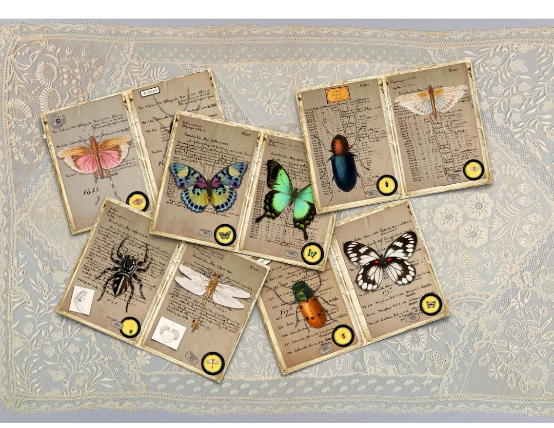 Vintage Insect Field Notes: Printable Journal Pages (digital Download ...