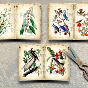 Conjunto A - Aves y flores de América, ilustraciones vintage de John James Audubon, 5 páginas dobles de diario, ideal para todo tipo de manualidades con papel.