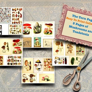 Champignons et champignons vénéneux vintage, téléchargement et impression faciles, parfait pour les journaux indésirables, les albums de scrapbooking, les projets artistiques et créatifs