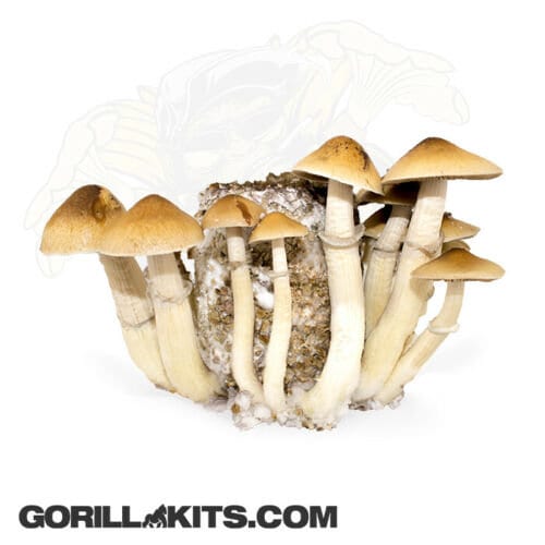 PF Tek Mushroom Substrate Jars BRF Tek, Brown Rice Flour Cakes