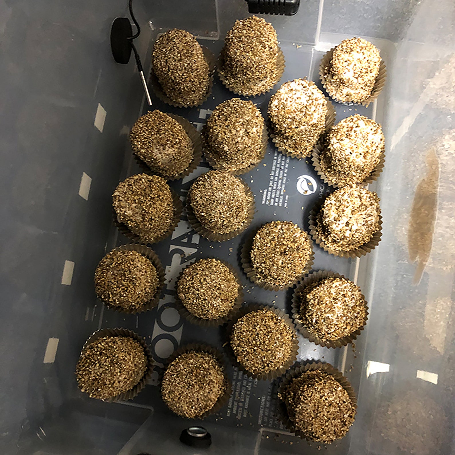 Mushroom Grow Kit Ontario