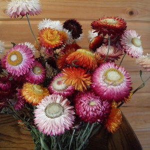 Dried Strawflowers With Stems, Dried Strawflowers, Dried Flowers With Stems, Craft Supply, Dried Straw Flowers, Real Dried Flowers, Craft