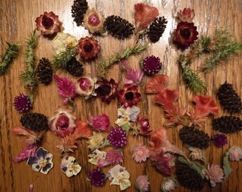 Tiny Dried Flowers Etsy
