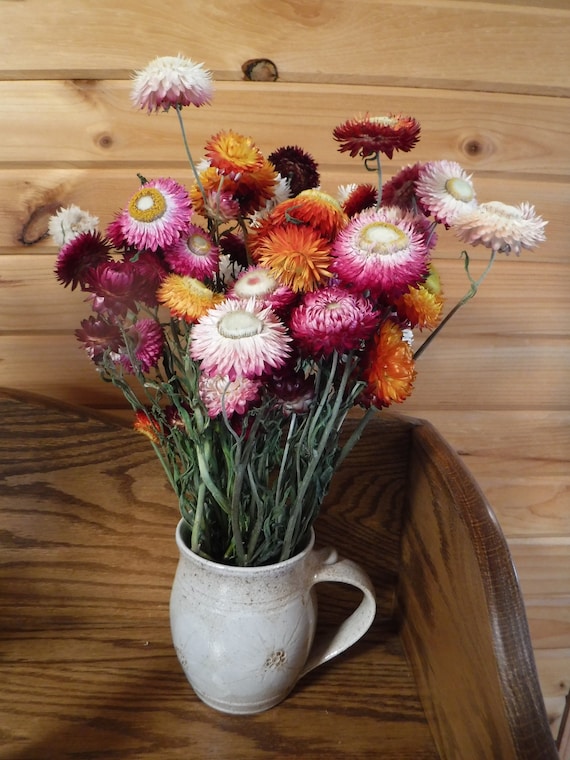 Dried Strawflowers With Stems, Dried Strawflowers, Dried Flowers With Stems,  Craft Supply, Dried Straw Flowers, Real Dried Flowers, Craft 