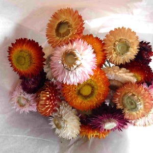 Dried Strawflowers With Stems, Dried Strawflowers, Dried Flowers With Stems, Craft Supply, Dried Straw Flowers, Real Dried Flowers, Craft