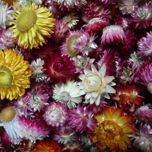 Dried Strawflower Heads Mixed Colors, Dried Craft Flowers, Real Dried Flowers, Resin Flowers, Loose Dried Flowers, Wedding Flowers, Gift